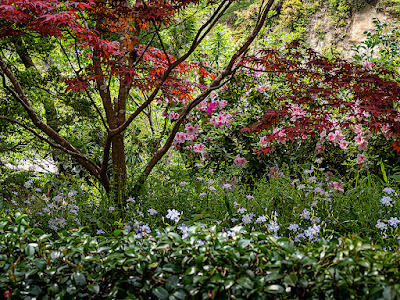 Tsutsuji (azalea) and Shaga (Iris japonica) flowers: Engaku-ji