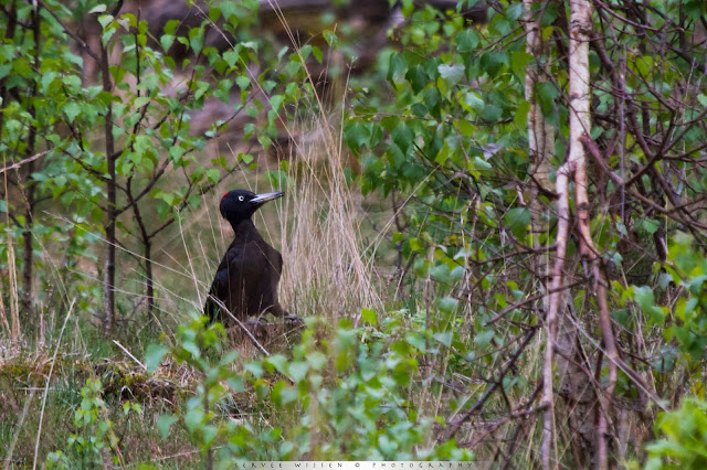 Zwarte Specht - Black Woodpecker - Dryocopus martius (ad f)