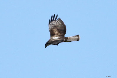 "A big raptor soaring in the sky is the Bonelli's Eagle (Aquila fasciata). It is distinguished by its dark plumage, robust body, and striking white patterns on the wings and tail. Capturing the spirit of this beautiful bird of prey in flight with outstanding aerial prowess."