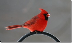 cardinal m2