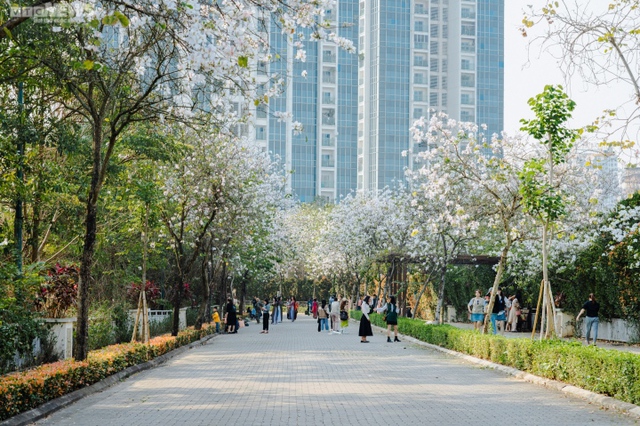 Hà Nội mùa hoa sưa, hoa ban, hoa phong linh: Thợ ảnh kiếm trăm triệu/tháng - Ảnh 7.