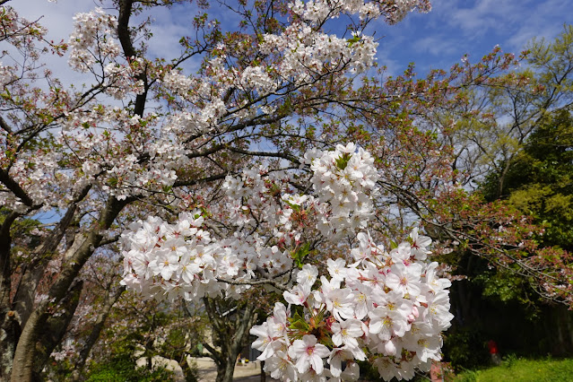 鳥取県西伯郡大山町御来屋 名和公園