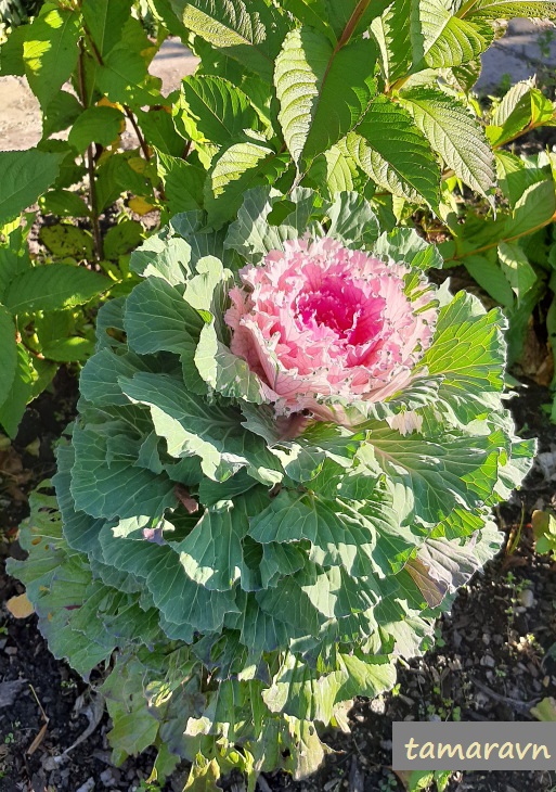 Капуста декоративная (Brassica oleracea var. acephala)