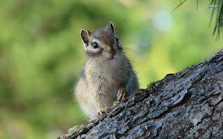 Chipmunks Wallpaper