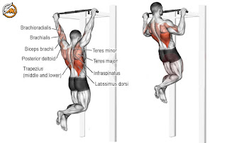 The 5 Best Exercises for Bigger Lats