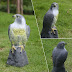 Small Eagle Sculpture is multi-functional and can be used easily.bald eagle statue outdoor.garden statue outdoor decor.