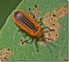 Locust_Leafminer