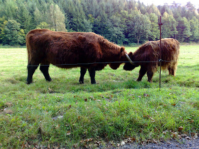 hairy cows