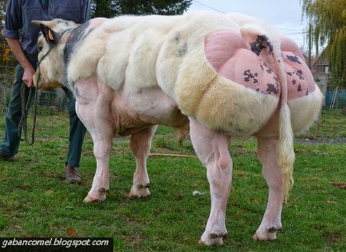 Lembu Sado Dari Belgium. - Gaban Comel