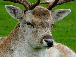 Fallow Deer, Tatton Park