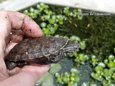 Mauremys rivulata - Western Caspian Turtle