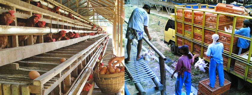 INFO HARGA AYAM BROILER DAN TELUR HARI INI, KAMIS 11/12/2014