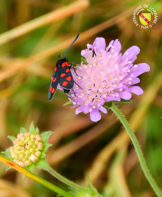 Zygène du trèfle (Zygaena trifolii)