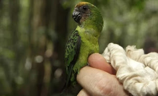 Burung Nuri Kate Geelvink - Ukuran Terkecil Endemik Indonesia