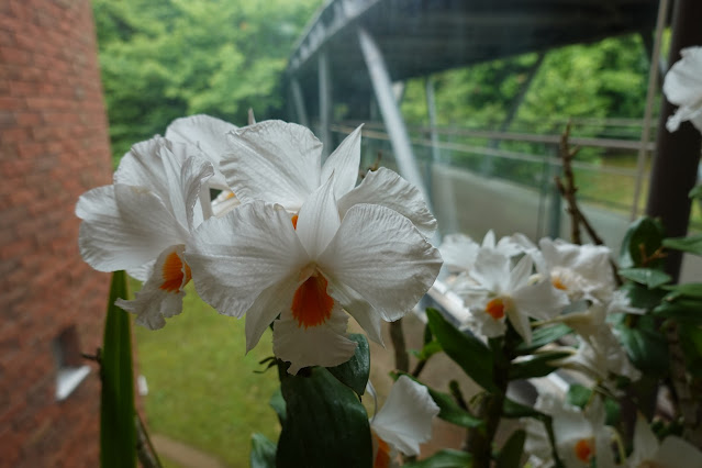 鳥取県西伯郡南部町鶴田 とっとり花回廊 南館