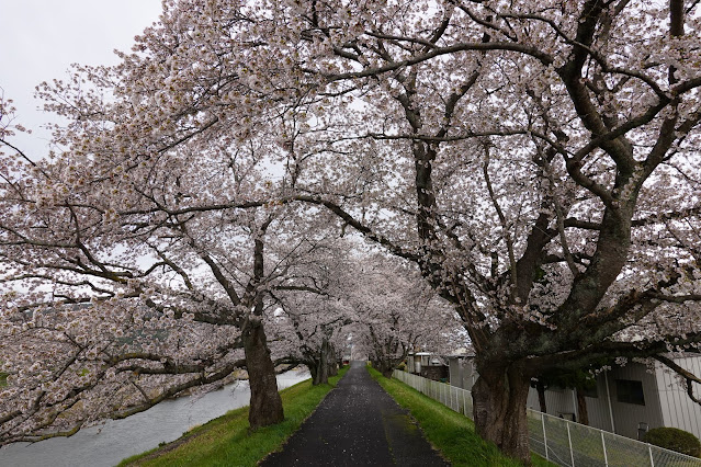 鳥取県西伯郡南部町阿賀 法勝寺川沿いの堤防道路