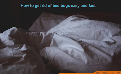 get rid of bed bugs fast permanently