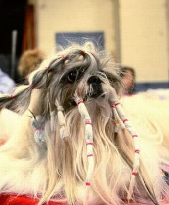  Hair Cuts on Pics Obsession  Funny Dog Hair Cuts