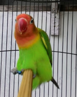 Mengatasi Lovebird Gesek Tangkringan