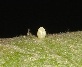 Plain tiger butterfly egg picture