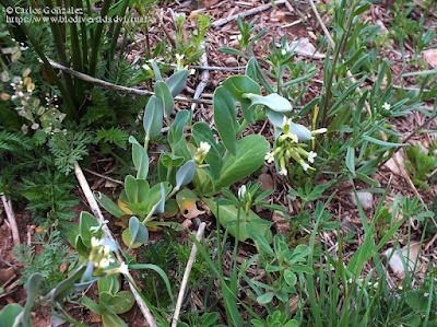 https://www.biodiversidadvirtual.org/herbarium/Conringia-orientalis-(L.)-Dumort.-img503277.html