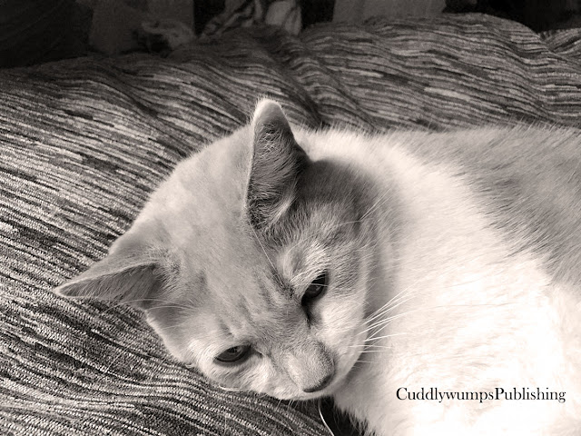 Real Cat Webster on the pet bed