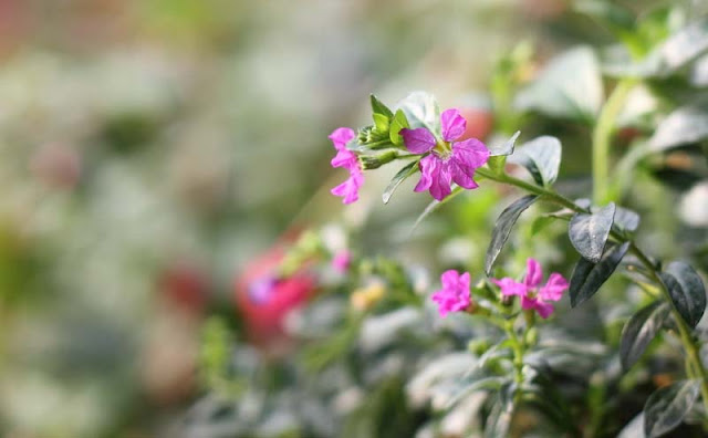 Mexican Heather Flowers Pictures