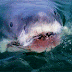 Peligro: Un tiburón de una tonelada se dirige a la costa de .....