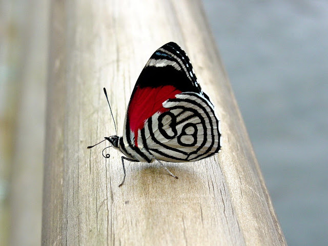 Mariposas en la Naturaleza