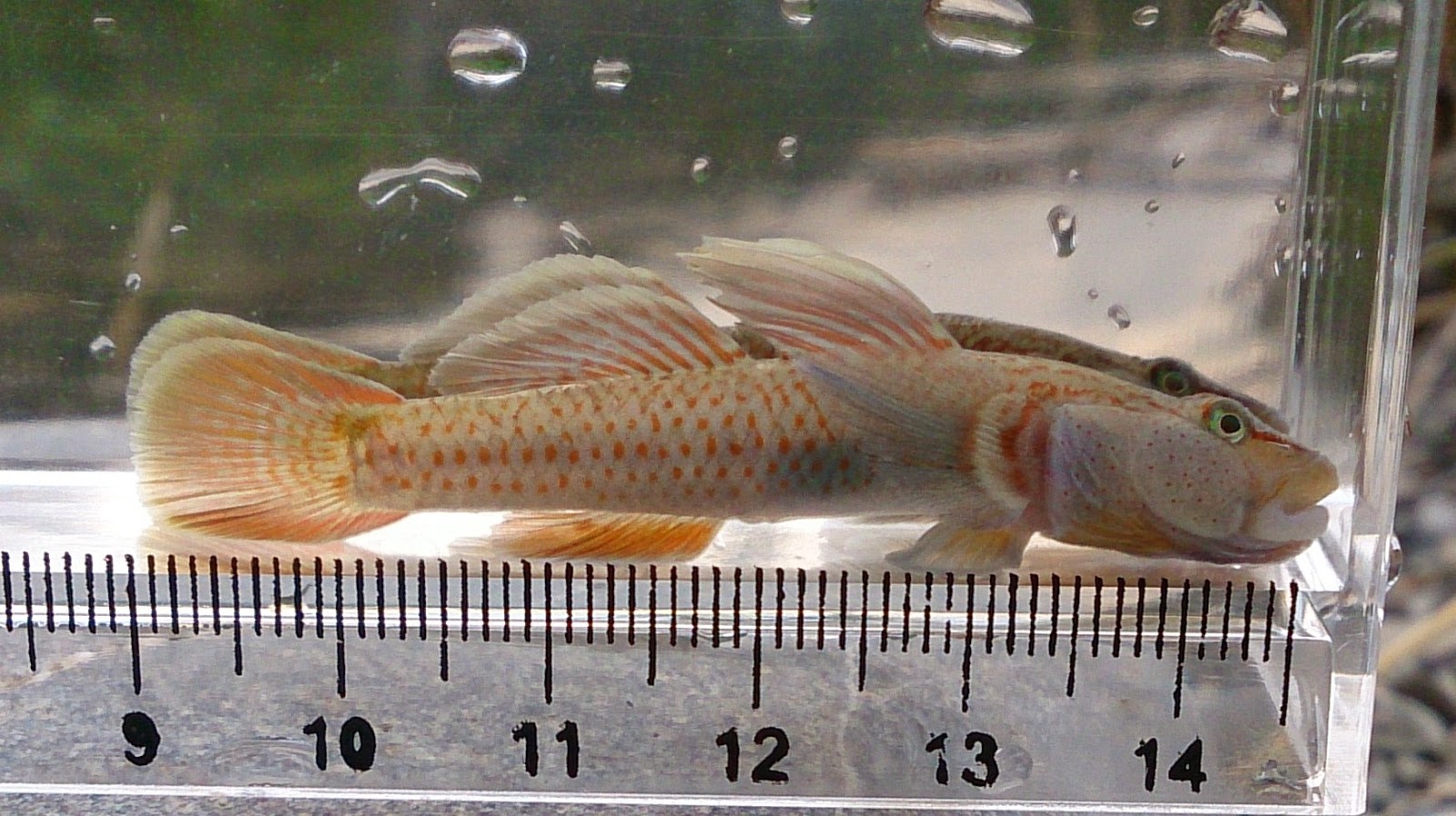 東京淡水魚図鑑 トウヨシノボリ ハゼ科ハゼ亜科ヨシノボリ属 橙色型