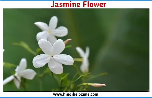 Beautiful white Flowers Names with Pictures