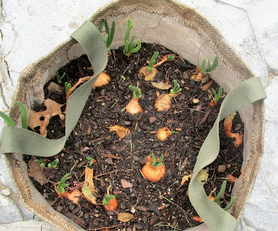 Green Onions in my Herb Bag, Vickie's Kitchen and Garden