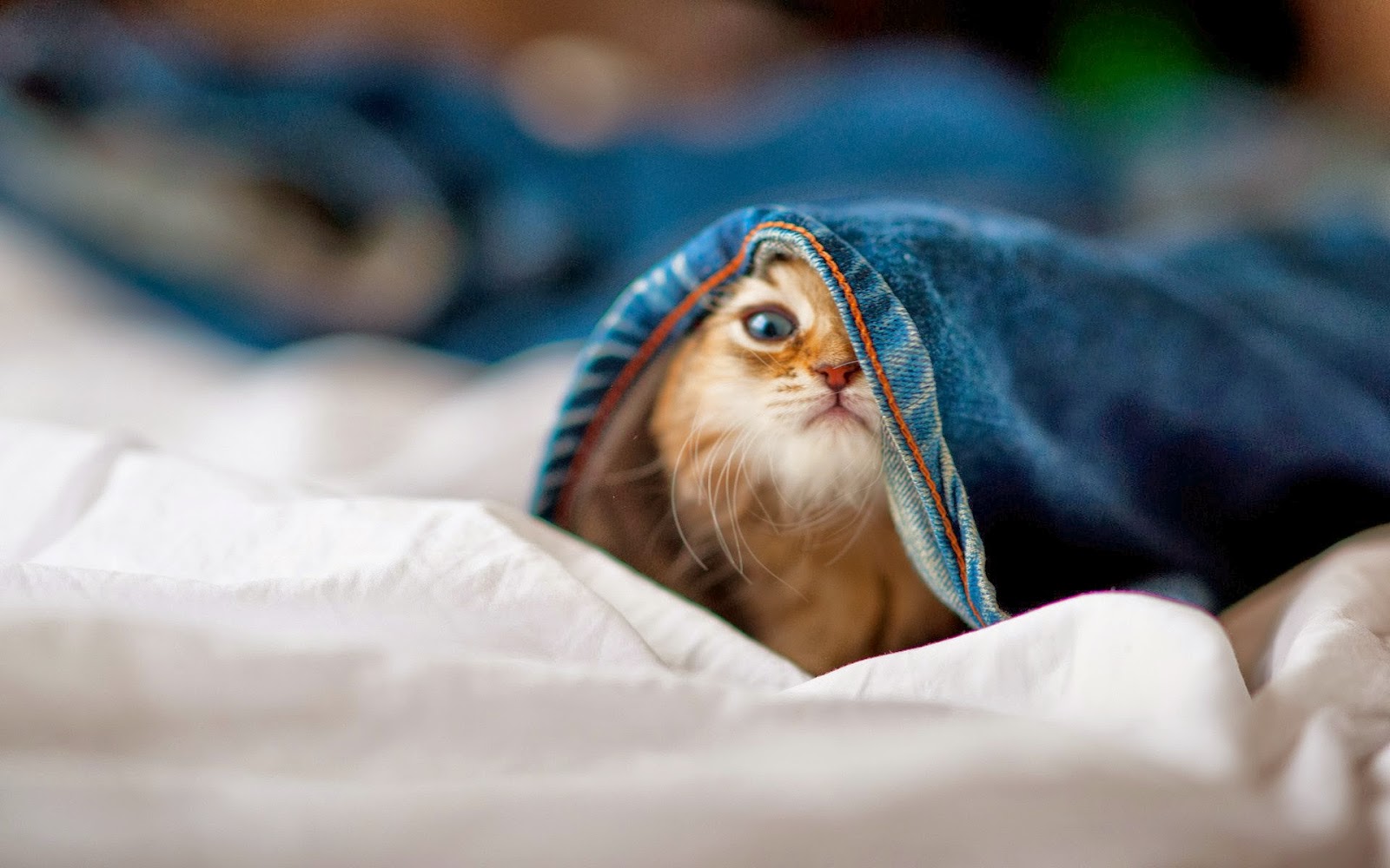 Funny Cat  HD  Wallpapers  HD  Wallpapers  High Quality 