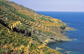 Donnafugata vineyard in Pantelleria Sicily