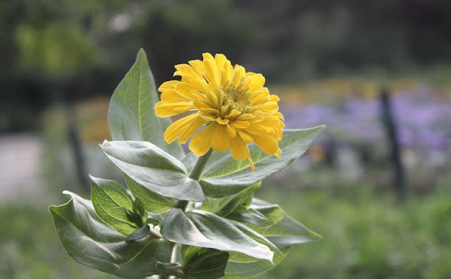 Zinnia Flowers