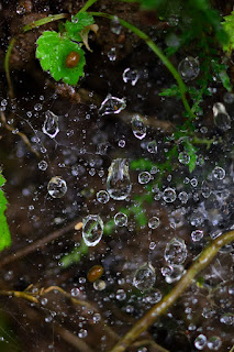 closeup of dew drops in spider webs
