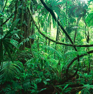 Kondisi Hutan Hujan Tropis