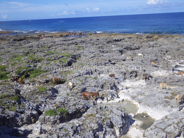 Taitung Orchid Island (蘭嶼)