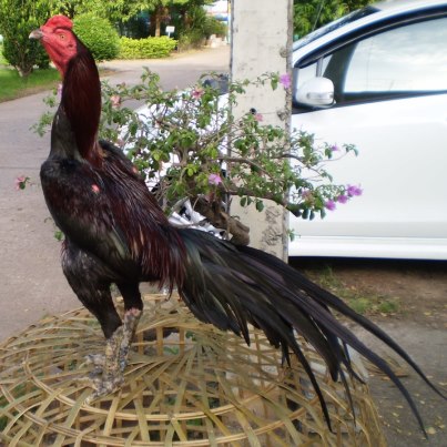 Ciri Ayam Aduan Pukul Berat yang Mematikan  Ayam Bangkok 
