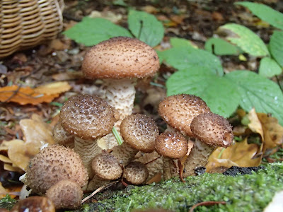 grzyby 2017, grzyby w październiku, podgrzybek brunatny, borowik szlachetny, opieńka ciemna, muchomor czerwieniejący, pieprznik trąbkowy, czubajka czerwieniejąca, lejkowiec dęty, czernidłak gromadny, muchomor czerwony, borowik szlachetny, boczniak ostrygowaty 