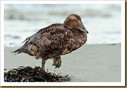 - Common Eider 2 D3B_8357 November 10, 2011 NIKON D3S - Common Eider 2 D3B_8357 November 10, 2011 NIKON D3S