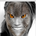 Animal Faces - Face Morphing for Android app free download