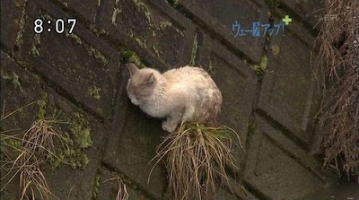 gato atrapado japon