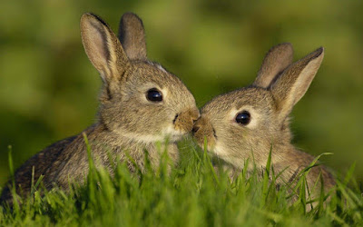 Romantic-kissing-rabbit-images