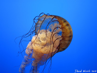 jellyfish