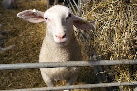 Lamb at Mead Open Farm