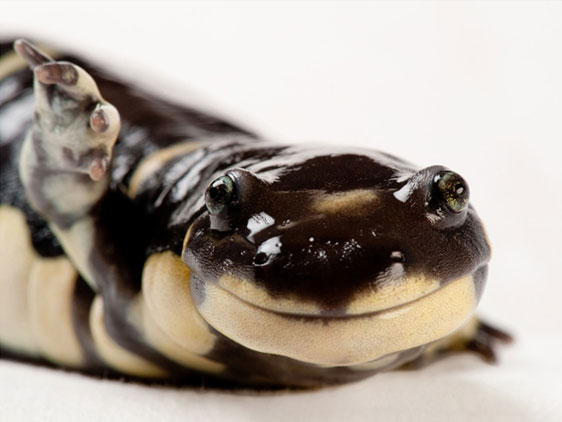 coluna zero, fotografia, photo, foto, national geographic, rare, joel sartore, extinction
