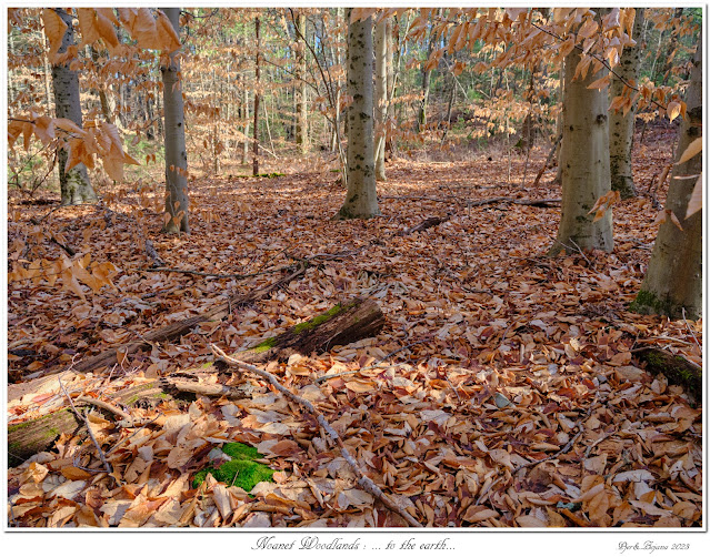 Noanet Woodlands: ... to the earth...