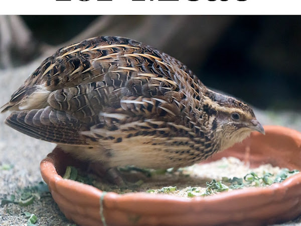 How and Why to Raise Coturnix Quail for Meat