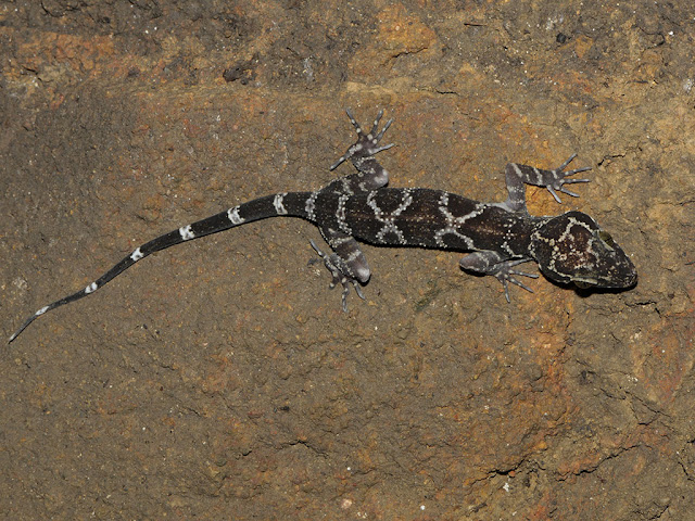 Peter's Bent-toed Gecko - Cyrtodactylus consobrinus